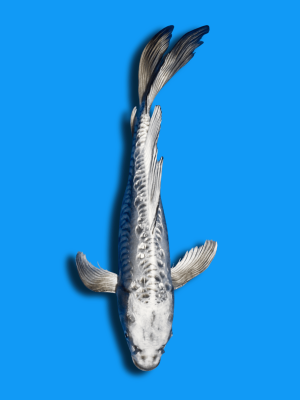 Butterfly Doitsu Nezu Ogon | Koi&Co.